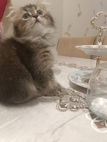 pişiyler: Yumşaq tüklü, iri gözlü balaca pişik balası. - Uzun və sıx tüklü — 10