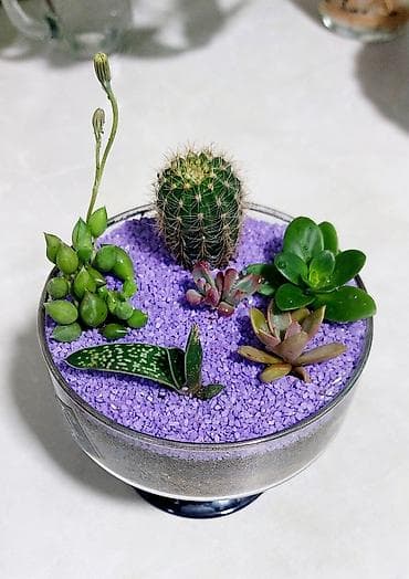 Buket güllər: Şüşə akvariumda kaktus və sukulentlərdən ibarət mini bağça. Bənövşəyi — 6