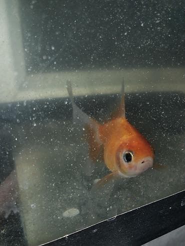 Qızıl balıq, Sülhsevər