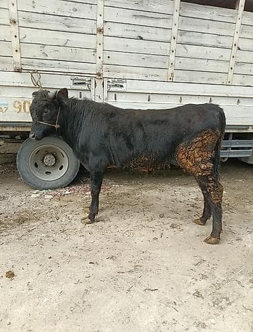 mal bazarı: Inəklər, öküzlər — 8