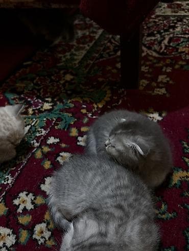 sican sekili: Şotland yastı qulaq, Dişi, Yaxşı əllərə, Ünvandan götürmə — 6