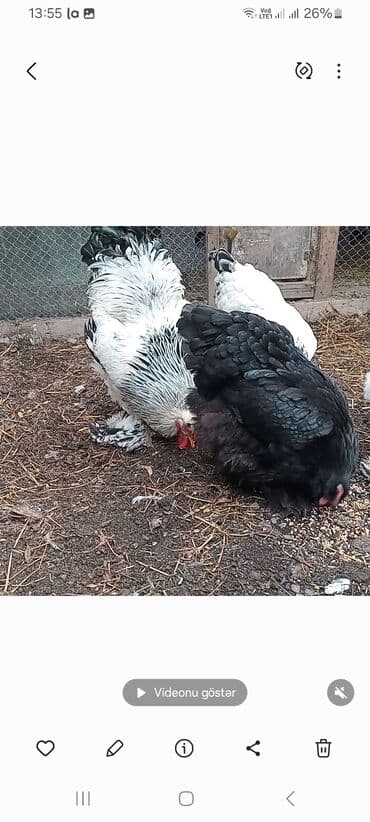 Pişiklər: Toyuq, Brama, Damazlıq — 6