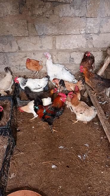 Akvariumlar: Toyuq, Yumurtalıq, Ünvandan götürmə — 6