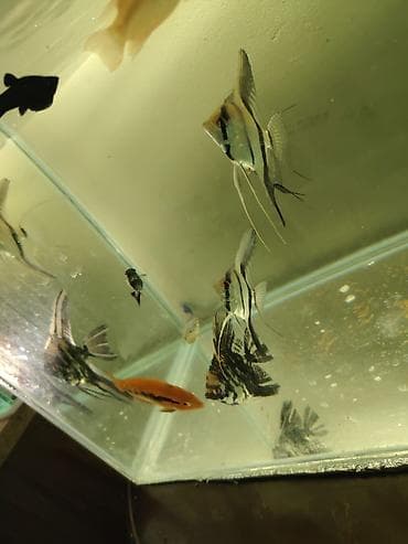 canlı yem: Məhsul: Akvarium üçün Skalyar balıqları (Pterophyllum scalare) — 7