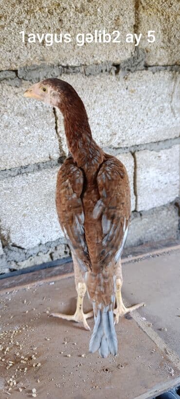 yerli inekler: Петух, лет: <1 — 3