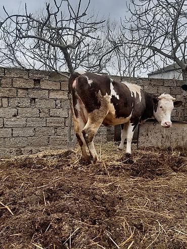 Собаки: Birinci qarin simental erkey balada slmentaldi sudu 15 letirdi bir — 3