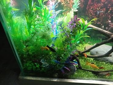 Akvariumlar: Quppi, Sülhsevər — 3