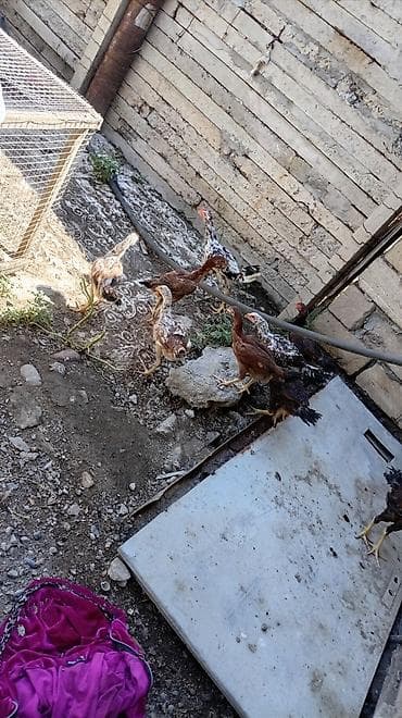 hamster near me: Toyuq cücələri, Damazlıq — 8