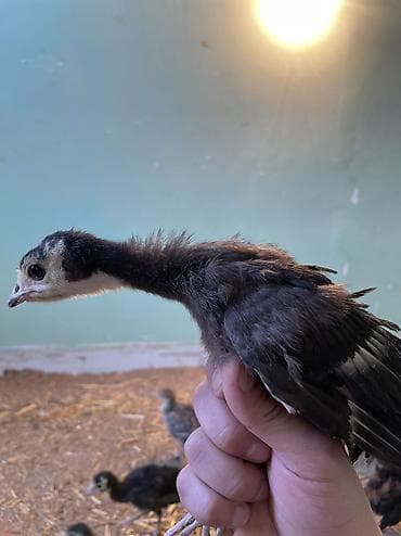 su donuzu: Məhsul: Hinduşka cücələri (pulyoçkalar) Sağlam, seçmə hinduşka — 4