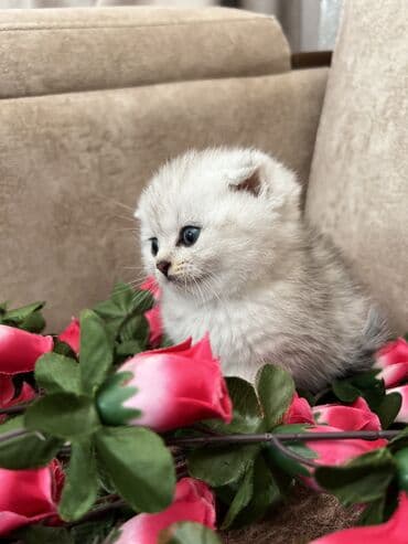 pişik geyimi: Şotland, Erkək, Dişi, Yaxşı əllərə, Ünvandan götürmə, Ödənişli çatdırılma, Rayonlara çatdırılma — 3