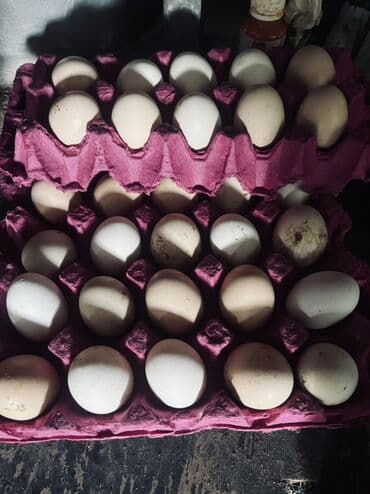 Digər qida məhsulları: Heyratı yumurtaları satılır Məhsul: Təbii kənd yumurtası Təsvir: - — 1