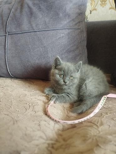 Şotland, Dişi, Yaxşı əllərə — 2