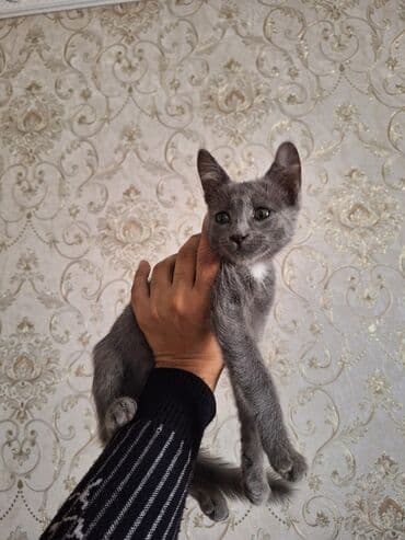 купить домик для кота: Самец, В добрые руки, Самовывоз — 1