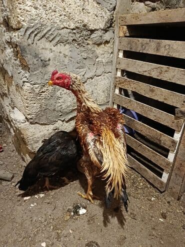 Бараны, овцы: Петух, Heyrati, лет: 1, Платная доставка — 7