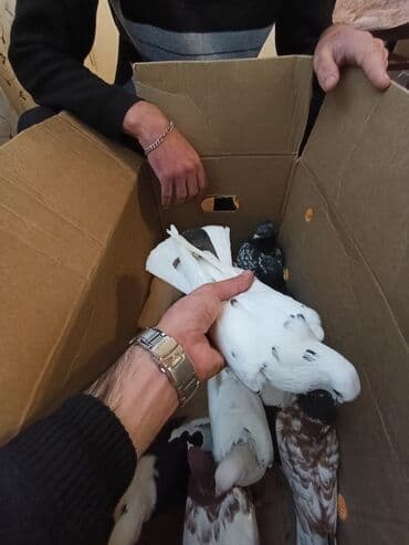 sebzi quşu: Türkan göyərçinləri hamsi tutulma üst üste 4 manatdan 10 goyercindir — 9