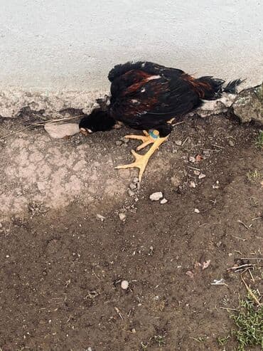 Другие животные: Курица, Для разведения — 4