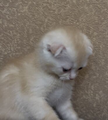 Şotland yastı qulaq, Erkək