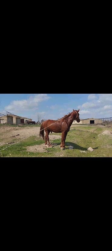 Heyvanlar üçün mallar: Erkək, il: 5 — 3