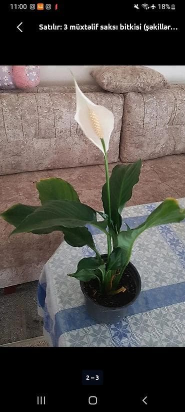 hökməli cicek: Spathiphyllum (Sülh zanbağı) saksı bitkisi - Növ: Spathiphyllum — 1