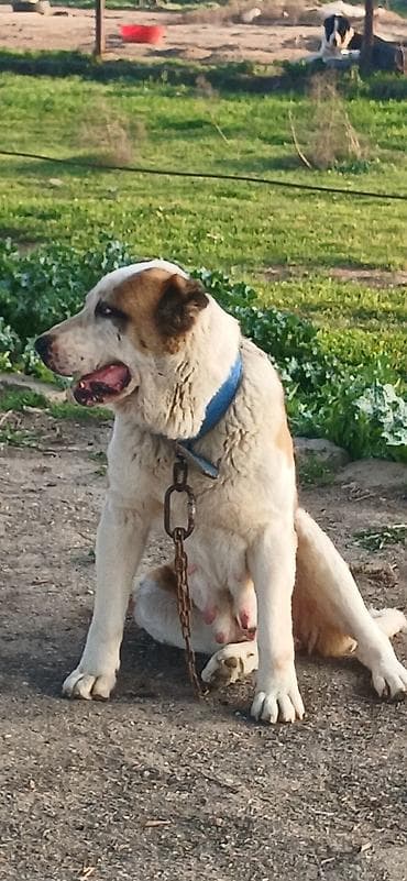 Alabay, 4 il, Dişi, Peyvəndli, Ödənişli çatdırılma lalafo.az -da Alabay, 4 il, Dişi, Peyvəndli, Ödənişli çatdırılma