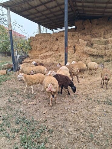 Qoyun sürüsü – yerli quyruqlu (yağlı quyruq) növ - Şəkillərdə — 4