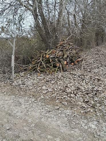 Самовары: Gilas şafdalı odunu 3 qazel — 4