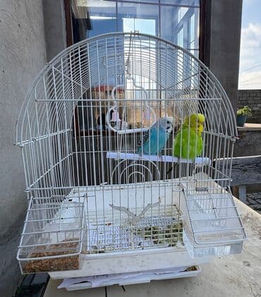 клетки для хомяков: 2papuqay qusu saglam+boyuk qefesleri Cemi 50 azn ENDIRIMLI qiymet — 2