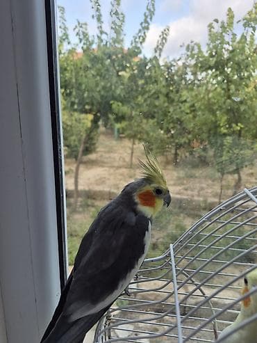 satdig quslar: 1 yaş 8aylıq erkək korella tam sağlam aktiv quşdur.Nimfa (cockatiel) – — 2