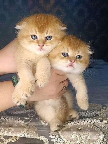 русская голубая кошка баку: Британская, Самка — 1