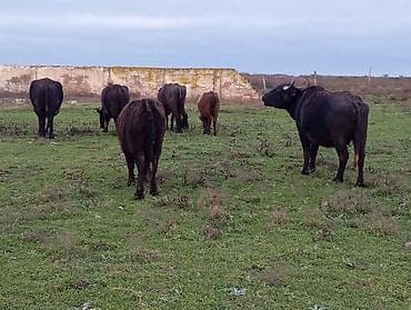 Телята: Məhsul: Su camışı sürüsü boğaz çatmışlar. 9 heyvan 6 ana camis . 3 — 6