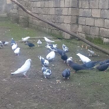goyərcin şəkli: Müxtəlif rənglərdə və naxışlarda göyərçinlər. Ağ, qara, boz və qarışıq — 1