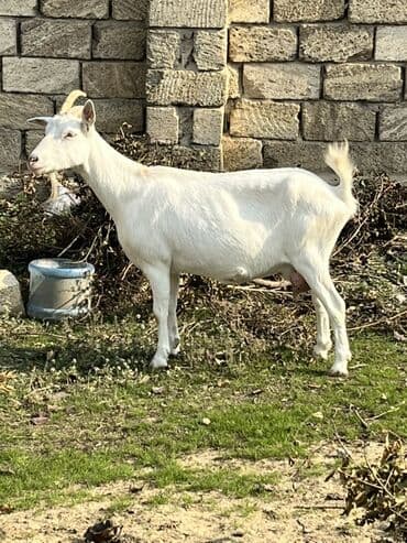 Коровы, быки: Самка, Zanen, лет: 3, 60 кг, Для молока, Самовывоз — 1