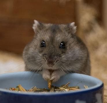 xamyak satisi: Satılır 🐹✨ Sevimli və sağlam hamster satılır. Çox aktiv, oynaq və — 2