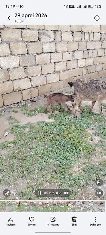 kişi keçə şap şapları: Ana bala 1 ci qarna erkey bala ile — 3