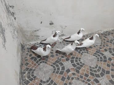 Ağ-qəhvəyi rəngli bəzək göyərçinləri dəsti Dəstə boynu güllulər hamısı