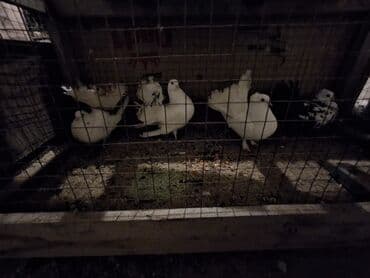 Chevrolet: Məhsul: Bəzək göyərçinləri (fantail tipli) Təsvir: - Şəkillərdə — 3