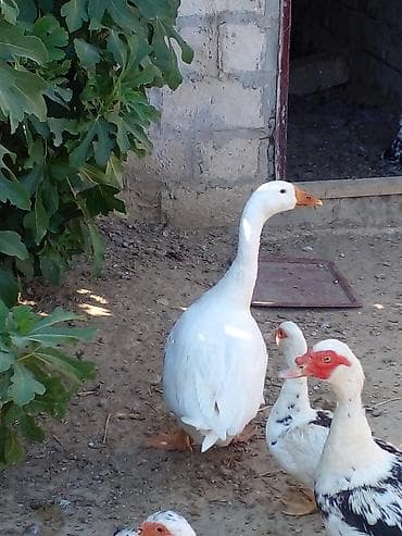 sevgi qusu: Qaz satılır 6 aylıqdı tam sağlam həyətdə böyüyüb vp var — 2