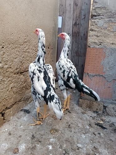 Heyvanlar üçün mallar: Toyuq, Damazlıq — 2