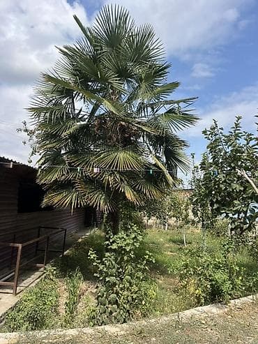 baklar və cənlər: (Whatsapp ilə yazın qiymətdə endirim OLACAQ) Washington sort palma — 1