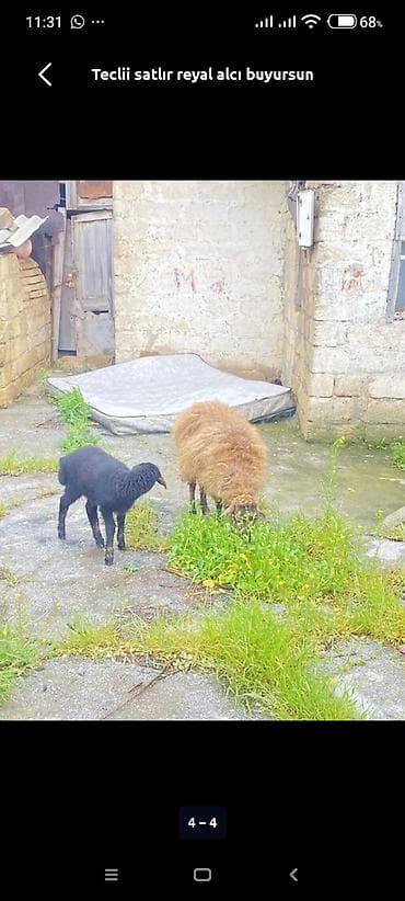 quzu satisi: Ana bala Qoyundur Tecılı satılır fikiri ciddi olan zg vursun 099 - — 2