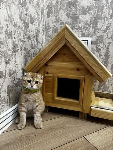 pulsuz pisik verirem: 3 aylıq Gold Şinşila pişik satılır. Pişik evi ilə birlikdə — 1