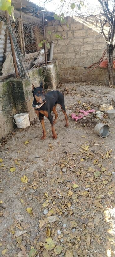 avçarka itləri: Miniatür pinçer — 6