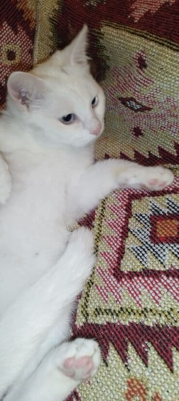 maraqli pişik adları: Dişi, Yaxşı əllərə, Ünvandan götürmə — 10