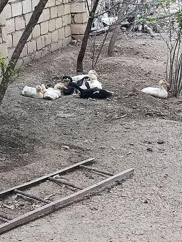 yuxuda qaz gormek: Dişi, | Kuban, Ətlik, Ödənişli çatdırılma — 2