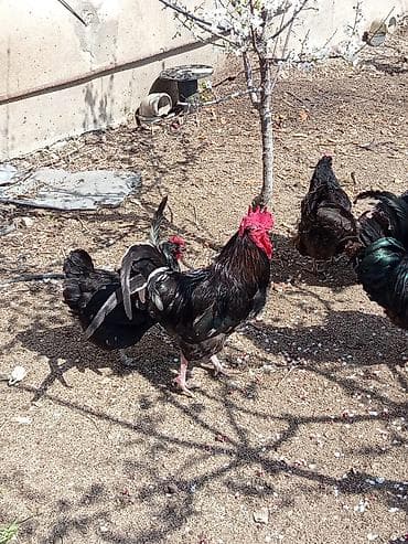 toyuq ferma: Xoruz, il: 1, Ünvandan götürmə — 4