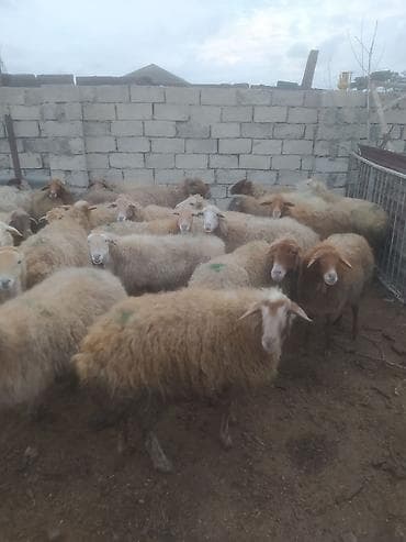 kreditle heyvan satisi: Qoyun sürüsü – ətlik və damazlıq üçün - Növ: yerli-qarışıq cinsli — 4