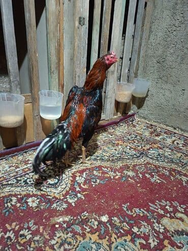 Xoruzlar: Xoruz, Heyratı, il: 1 — 1