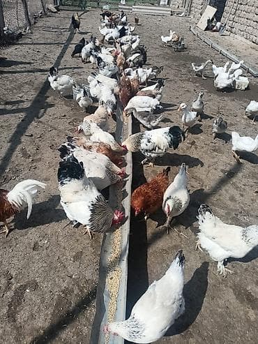 Yumurtuyan toyuq satılır 2025 cuceleridi