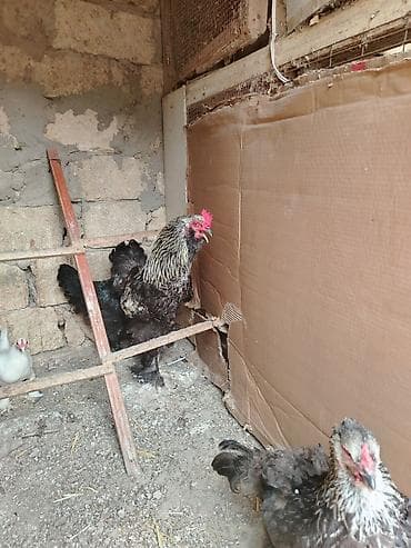 Digər quşlar: Brama xoruzlari satiram.Bir illik xoruzlardi.Sağlam və aktiv — 8