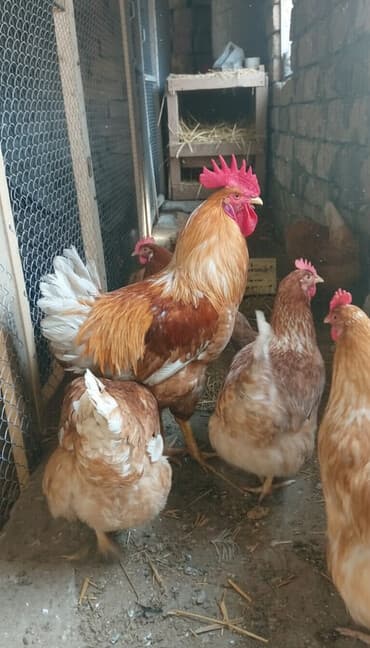 arpa toxumu satışı: Toyuq, Yumurtalıq, Ünvandan götürmə, Ödənişli çatdırılma — 2